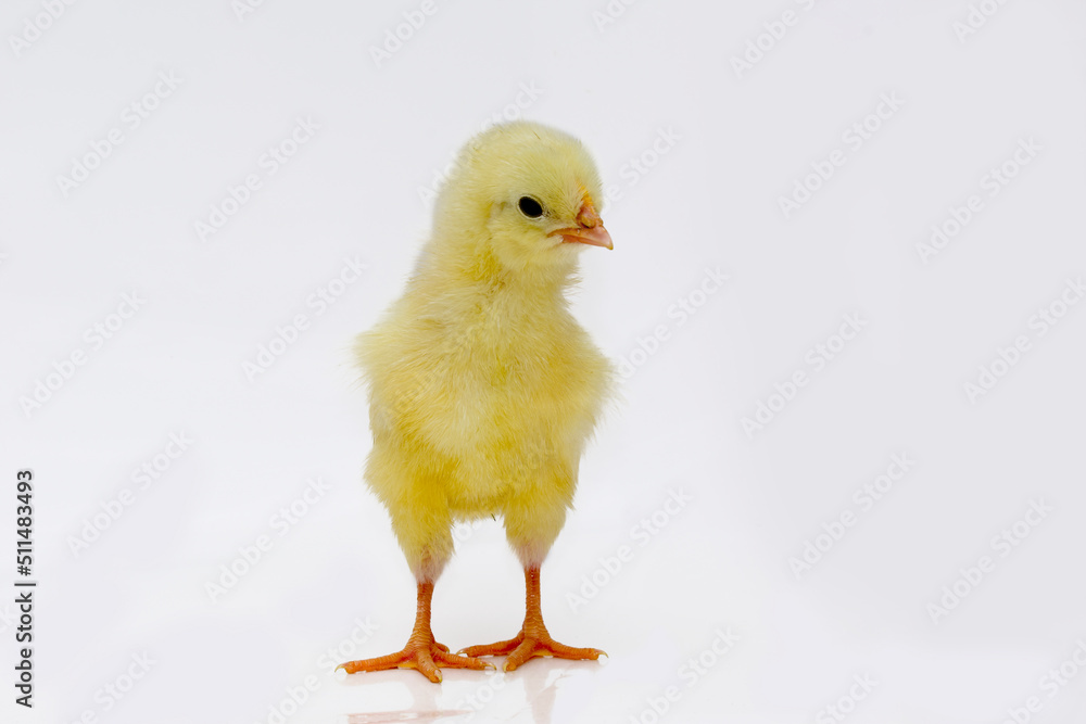 Cute little chicken isolated on white background. Cute little chicken isolated on white background.