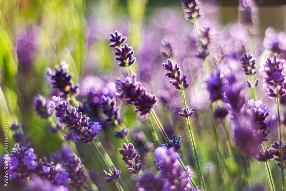 Naklejka premium lavender flowers in the garden