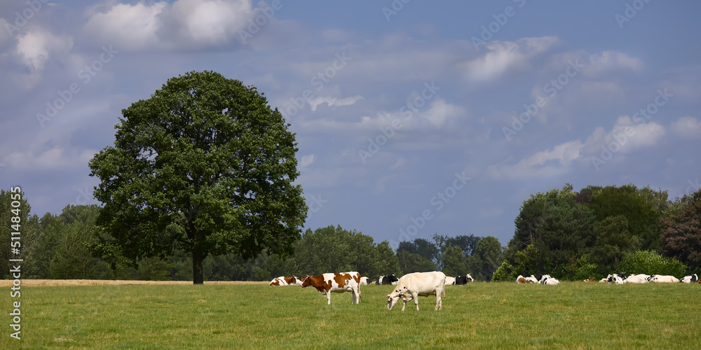 Fototapeta premium Rural scene cows in meadow 