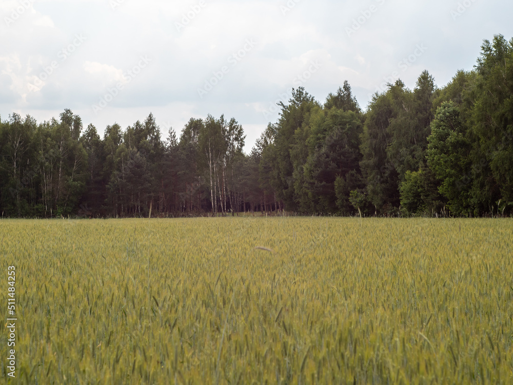 Fototapeta premium Pole