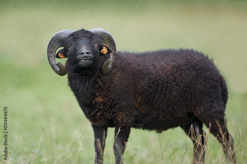Flehmen response on black male ouessant sheep Flehmen response on black male ouessant sheep