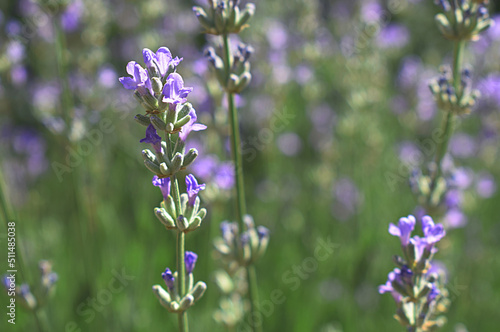 Lavender stem with blooming flowers close-up.
