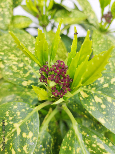 blooming golden aucuba plant close up