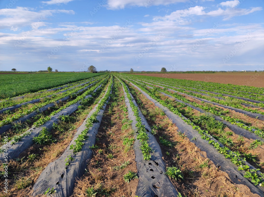 blooming strawberry field in the spring