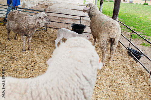 Group of sheep in eco farm.