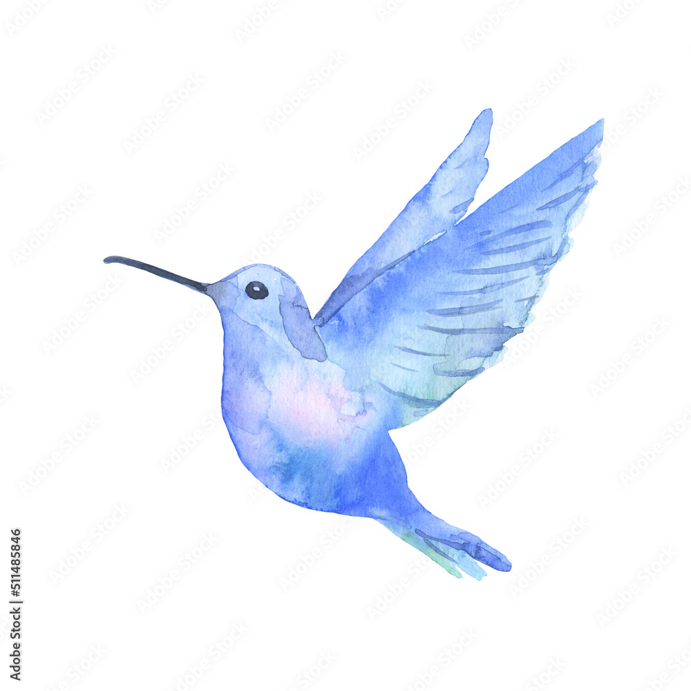 Fototapeta premium Watercolor tropical blue hummingbird isolated on a white background. A sketch.