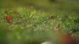 Green grass covering leaves close up. Dry foliage lying ground on sunlight.