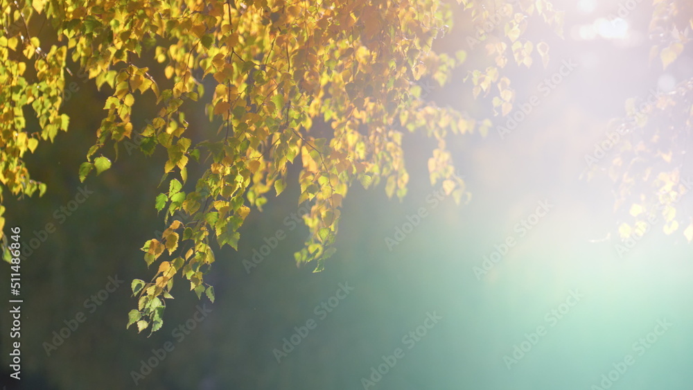 Foliage birch tree illuminated golden autumn sunlight. Golden season in forest.