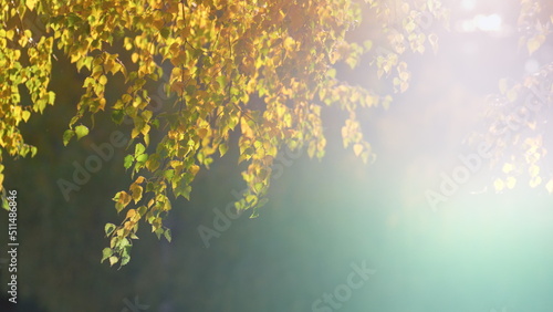 Foliage birch tree illuminated golden autumn sunlight. Golden season in forest.