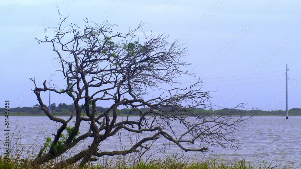 A leafless tree blows in the wind. A leafless tree blows in the wind.