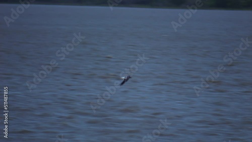 Seagull flying fast above the water photo