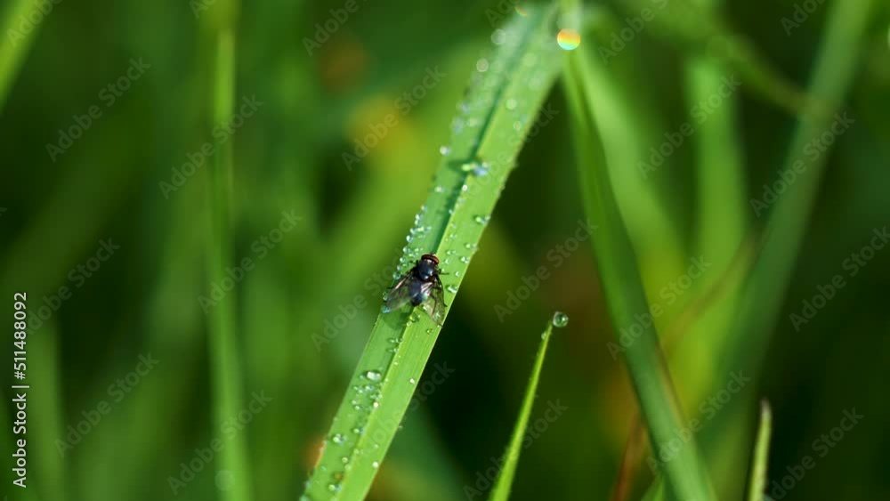 Fly sleeping on a green blade of grass in the morning.