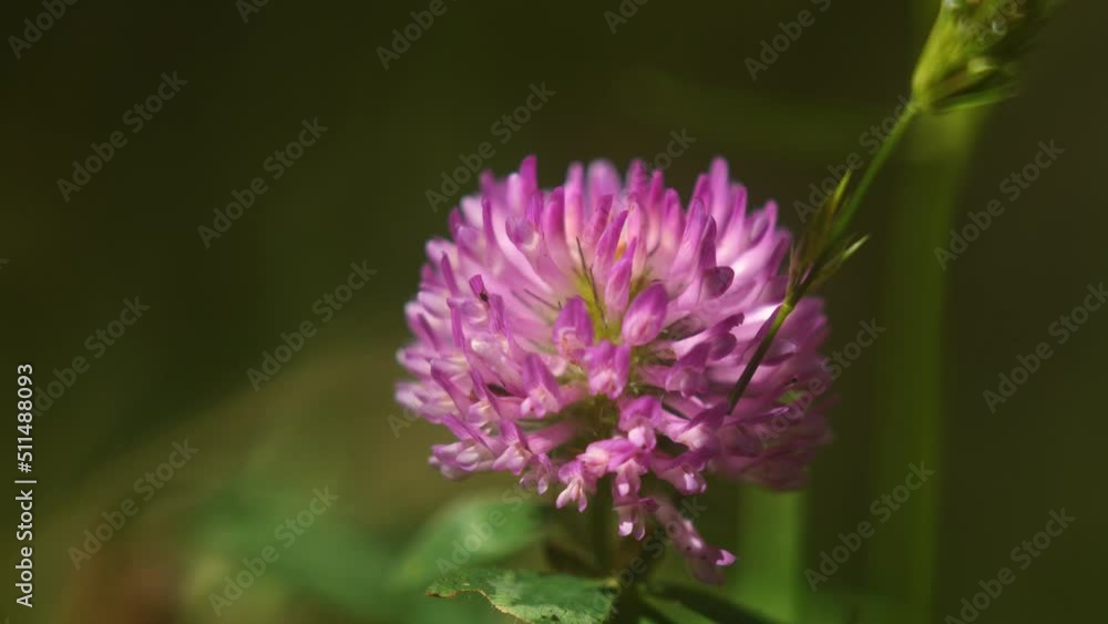 Beautiful purple flower in the sun. Beautiful purple flower in the sun.