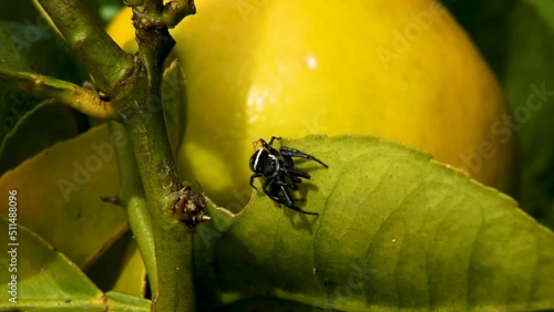 Small black spider with white stripes walking on a green leaf of an orange tree. photo