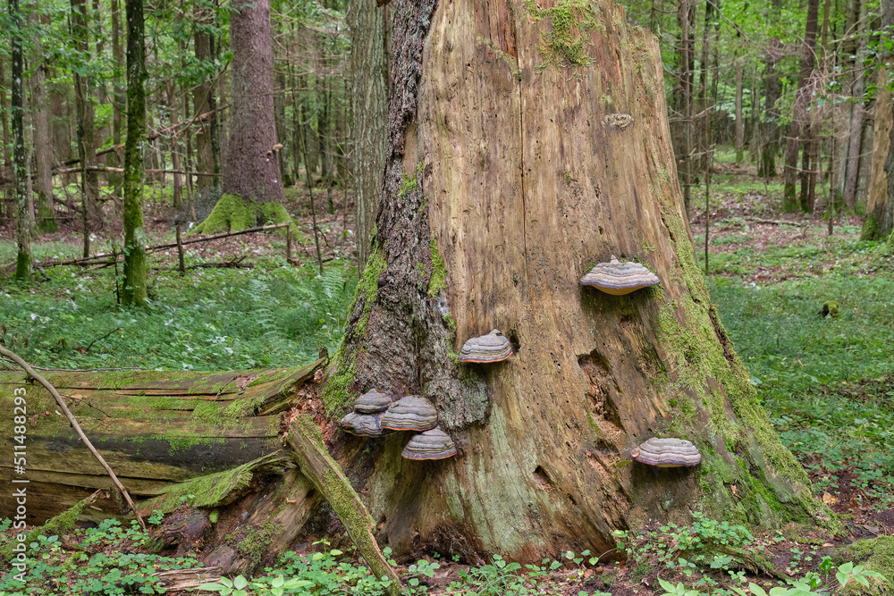 Group of Polypore fungi in fall Group of Polypore fungi in fall