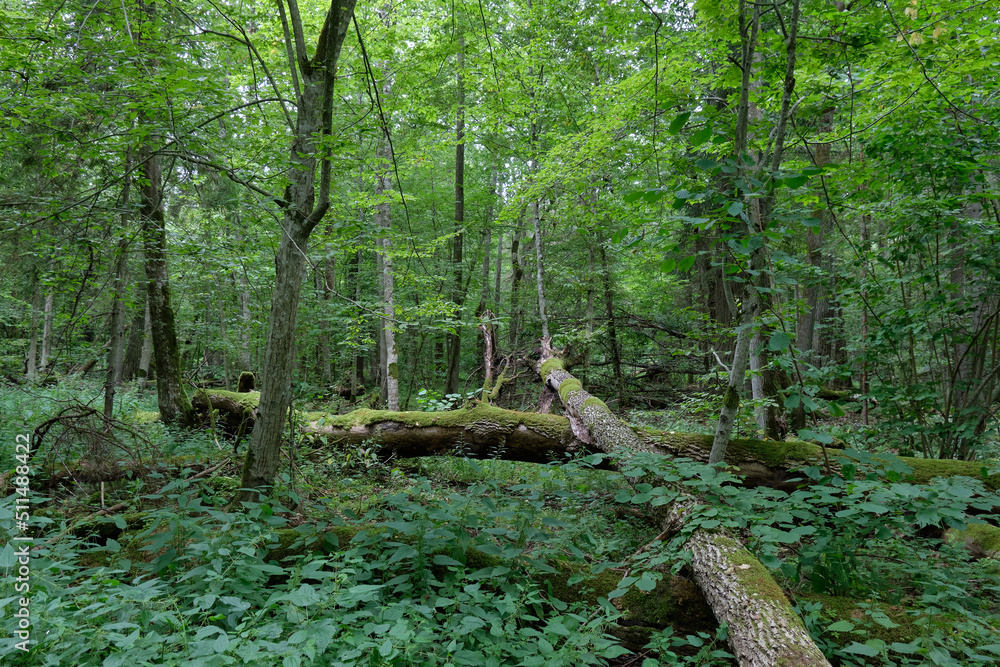 Fototapeta premium Broken old ash trees moss wrapped lying