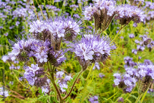 Purple flowers of Phacelia tanacetifolia also fiddleneck wildflower in a garden.