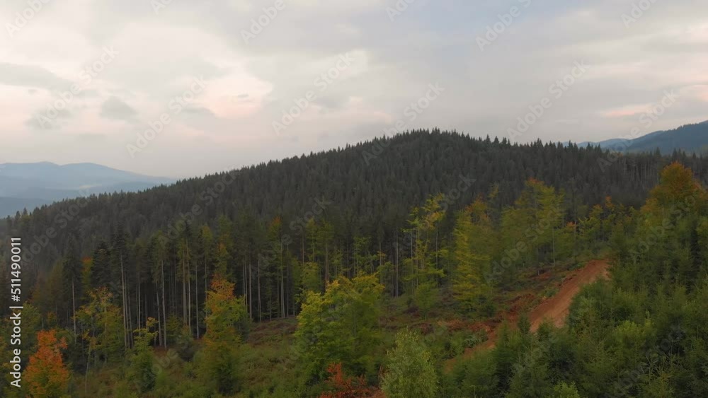 Aerial Drone View: Flight over pine tree forest and country road in sunset soft light. Mountain range in background. Nature, travel, holidays. Carpathians, Ukraine, Europe. Camera go up. 4K motion Aerial Drone View: Flight over pine tree forest and country road in sunset soft light. Mountain range in background. Nature, travel, holidays. Carpathians, Ukraine, Europe. Camera go up. 4K motion