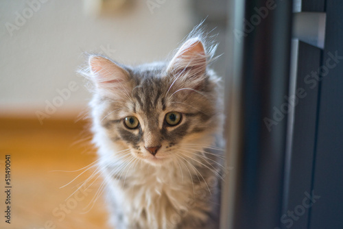 Foto Small grey Siberian cat looking for some love