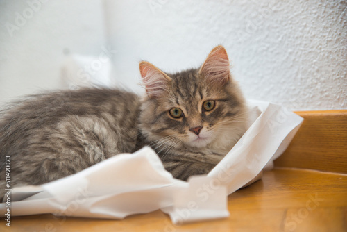 Siberian grey cat playing with paper, small cat can’t stop playing. Background picture. Fluffy Cat. Hypoallergenic Cat. 