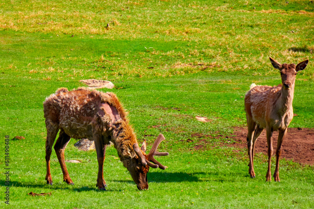Two deer with small antlers close up Two deer with small antlers close up