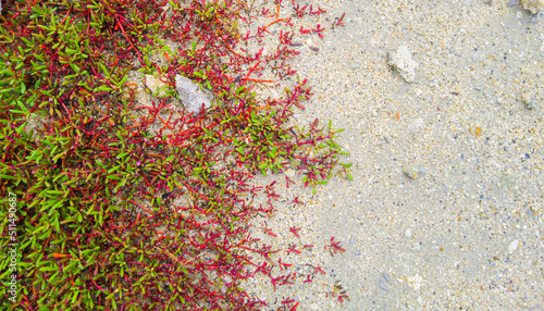 Sesuvium portulacastrum is a vine that is often found in coastal areas, this plant can be found in Asian, African and American countries.