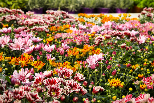 Fototapeta Naklejka Na Ścianę i Meble -  Colorful Chrysanthemum Indicum plants in the garden