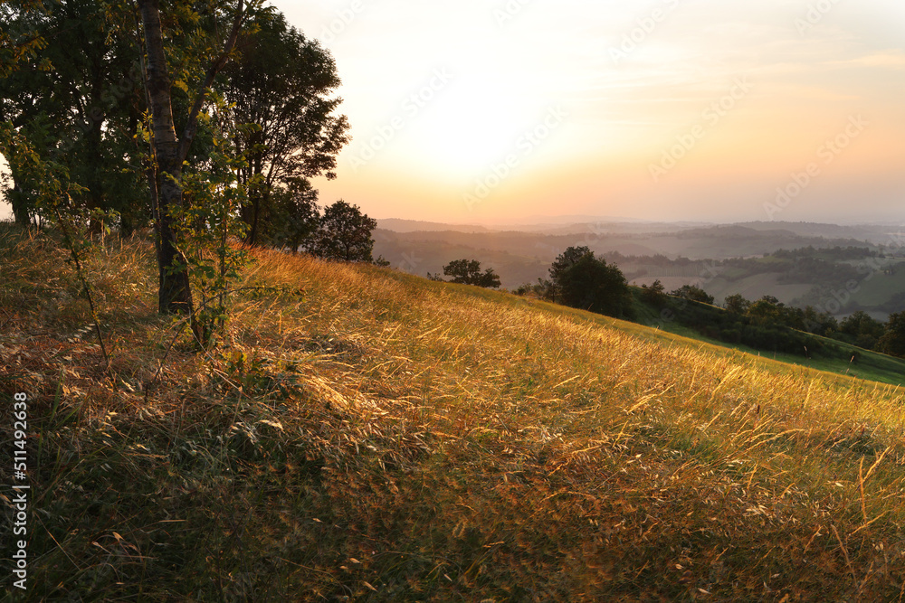 Vista in controluce: campo d’erba dorato, al tramonto, sulle colline modenesi