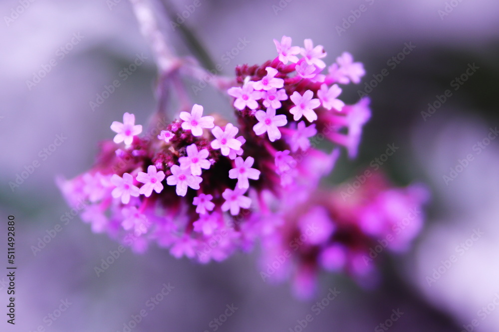 朝の陽ざしの中で咲く小さな可愛いピンクの花 朝の陽ざしの中で咲く小さな可愛いピンクの花