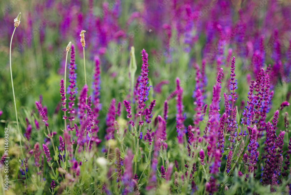 Lavender field with purple and magenta flowers, selective focus Lavender field with purple and magenta flowers, selective focus