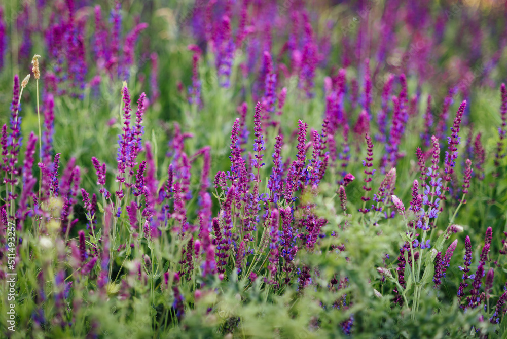 Lavender field with purple and magenta flowers, low depth of field