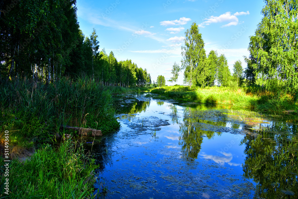Obraz premium River in the wild. View of a small river in the forest among trees and green bushes with grass. Rural environment, clean air and ecology. Wild river in the forest on a summer day. Forest pond or lake.