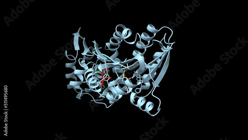 Histamine methyltransferase complexed with the antihistamine drug diphenhydramine (red). Animated 3D cartoon and Gaussian surface models, PDB 2aot, black background. photo