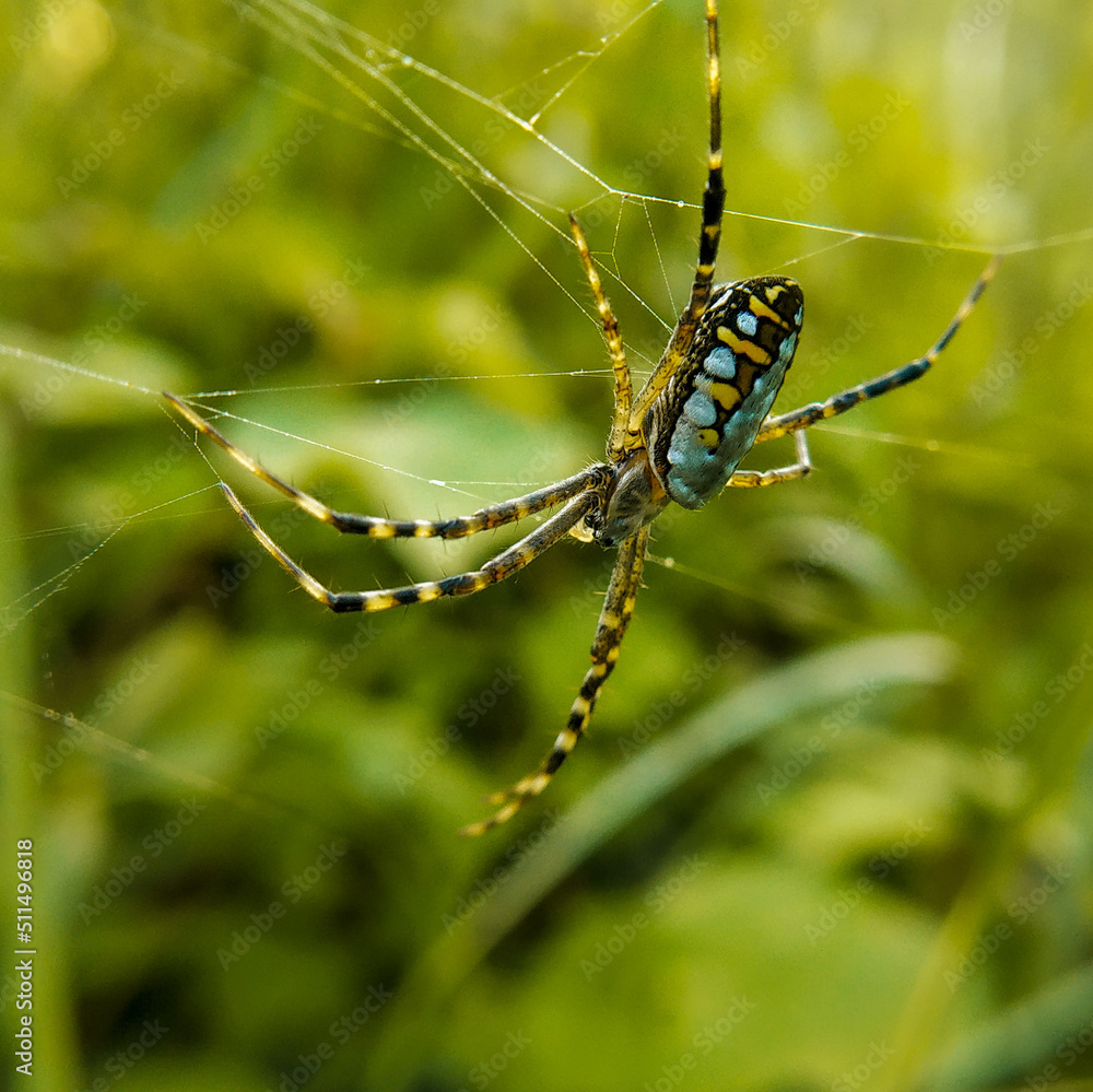 spider on a web spider on a web