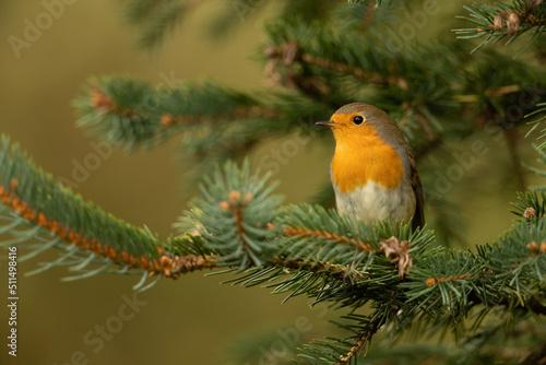 European robin sitting on a branch