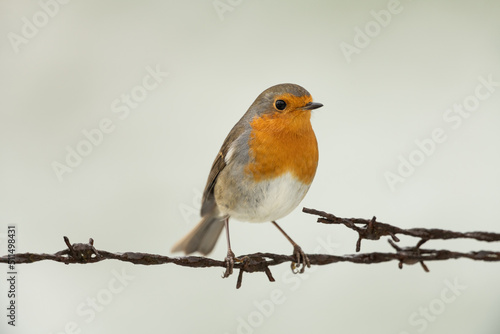 European robin sitting on a fence