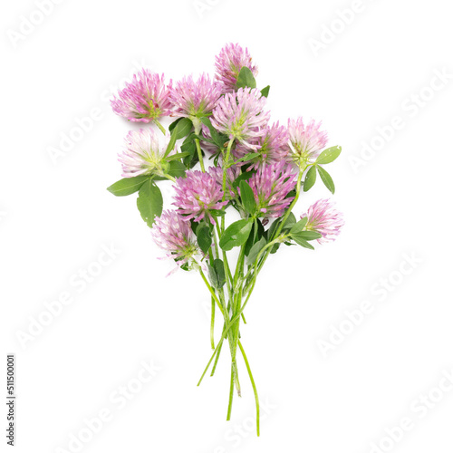 Bouquet of clover on a white background  summer wild herbs.