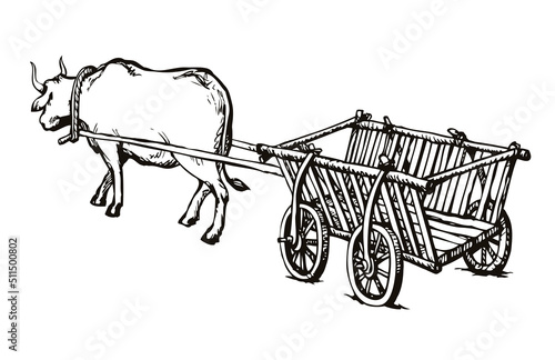 Empty cart drawn by oxen. Vector drawing