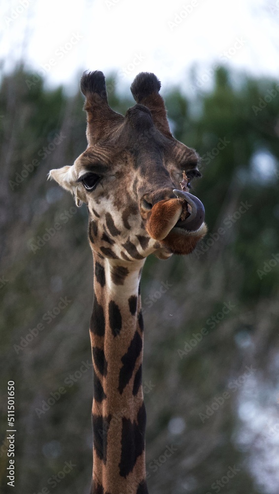 Obraz premium portrait of a giraffe