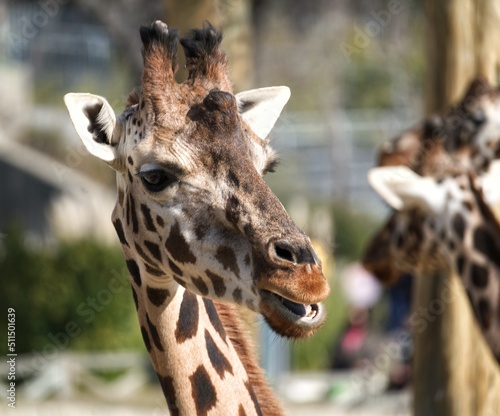 portrait of a giraffe