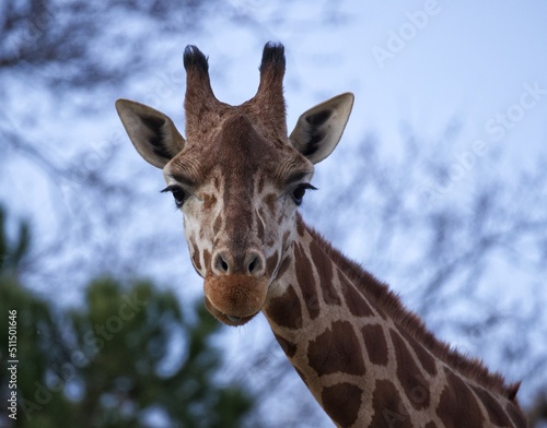 portrait of giraffe