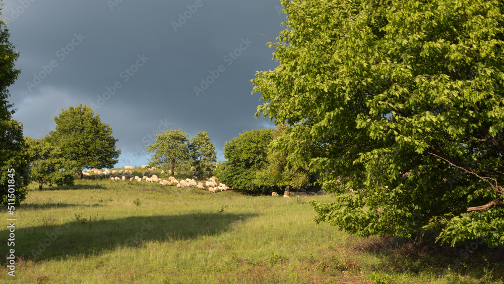 Transylavnian village life evolved around trees and animals