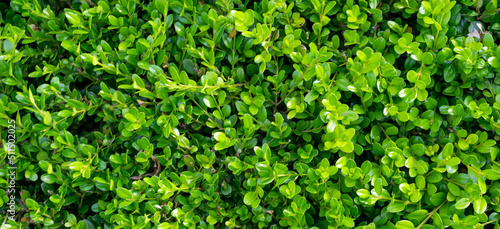 green boxwood twigs with visible details. background or texture