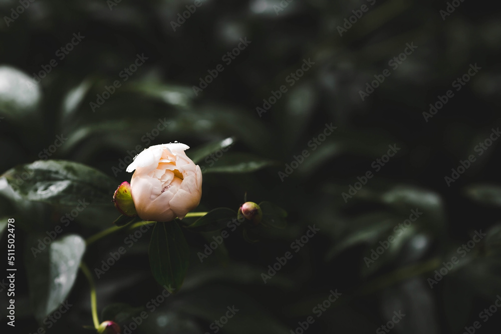 The background image is green. Natural, environmentally friendly natural background. A blooming white, creamy peony bud with raindrops. A copy of the place for the text.