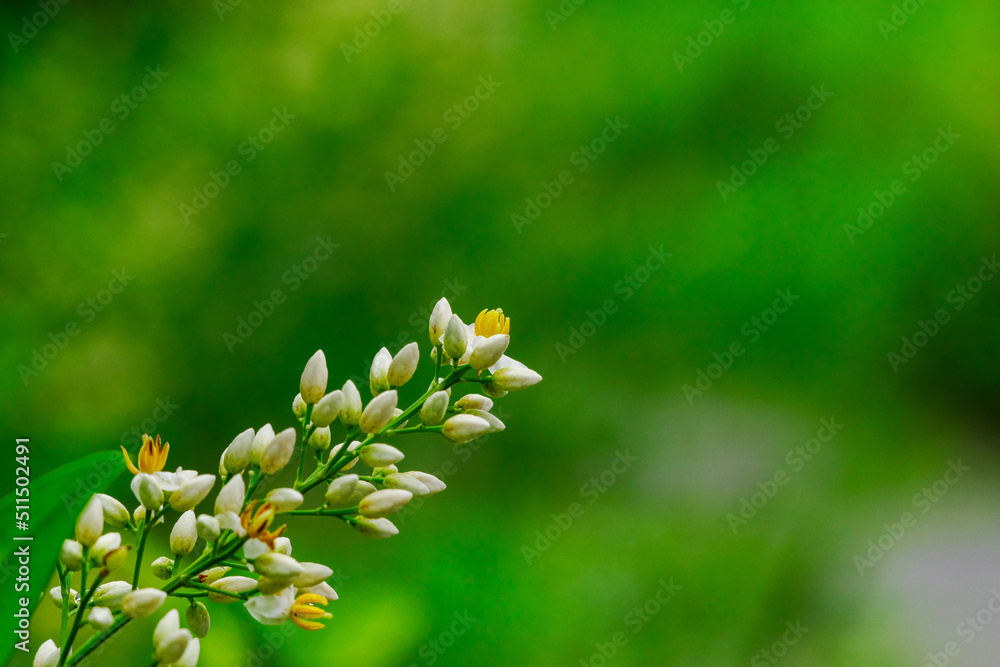 Fototapeta premium ナンテンの花が咲く