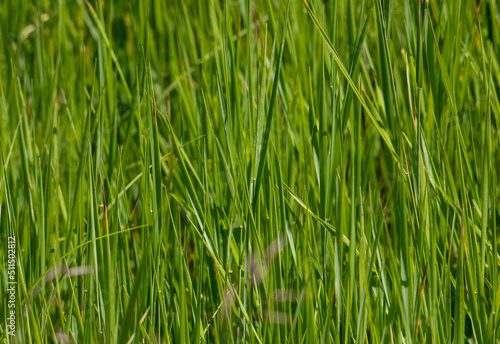 a close-up with blades of green grass