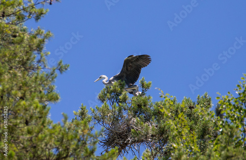 Gray Heron birds near nests in the tree