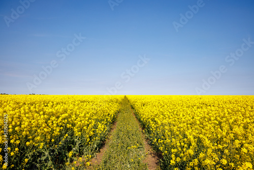 Fototapeta Naklejka Na Ścianę i Meble -  Path with grass and soil is surrounded by fields with rapeseed under sky