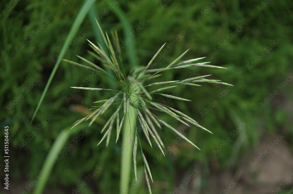close up of a grass close up of a grass