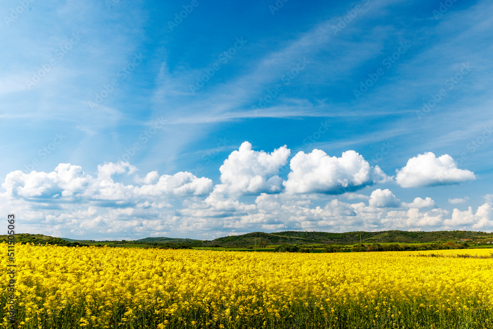 Fields with blooming rapeseed under cloudy sky Fields with blooming rapeseed under cloudy sky